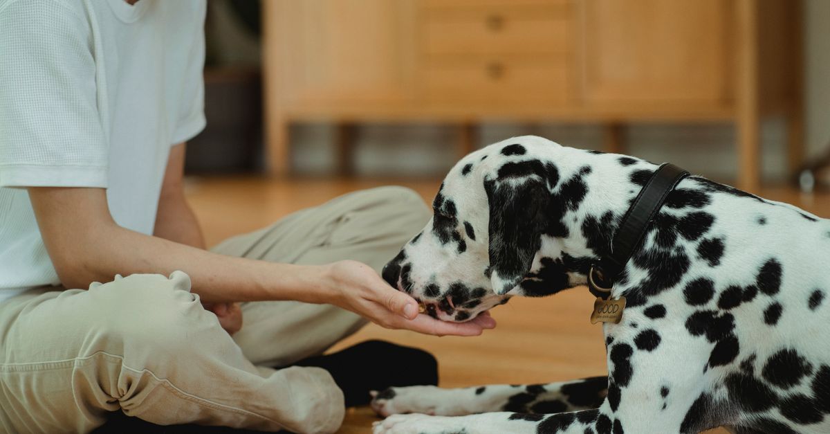 The best joint supplement for dogs with IBD or colitis