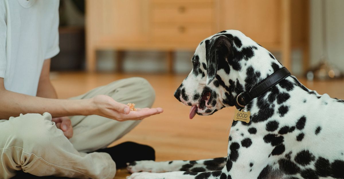 Are sardines good for your dog's joints?