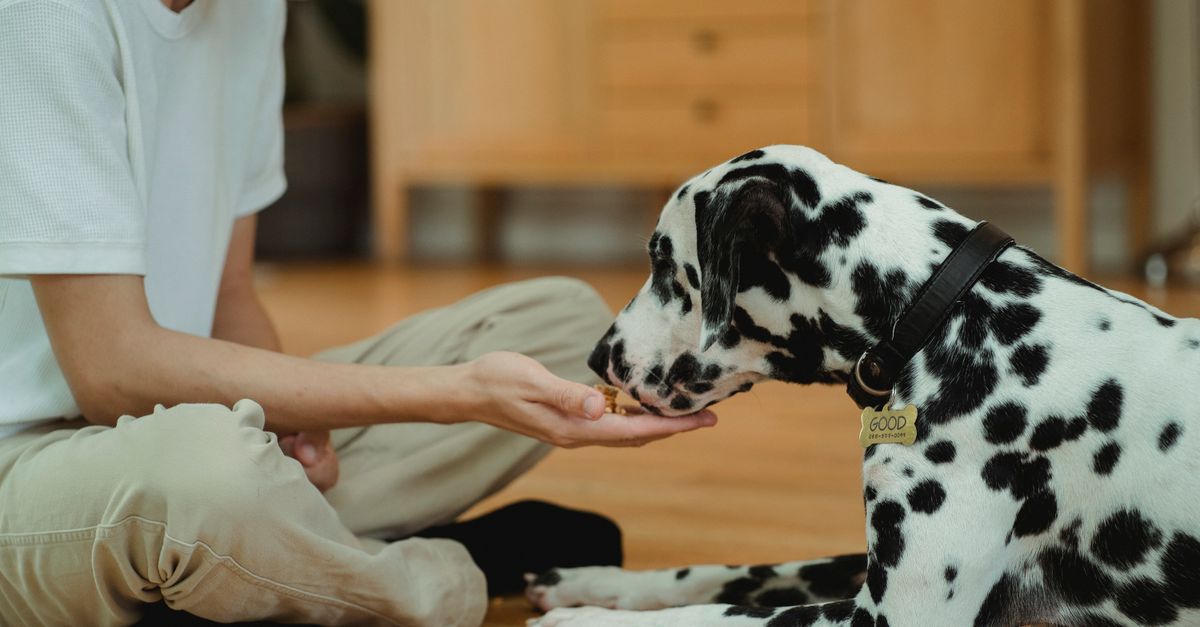 Movoflex dosage guide: how much to give by weight