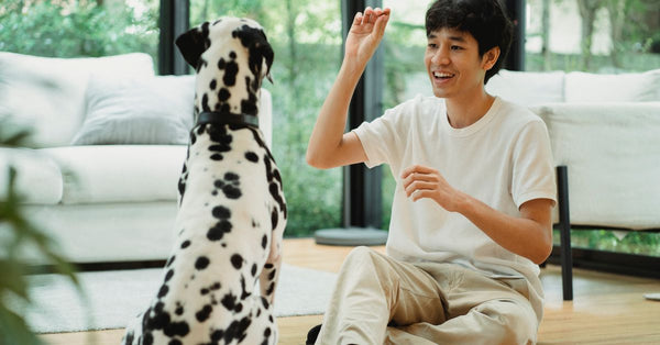 Man in light room training a Dalmatian dog with treat, surrounded by nature.