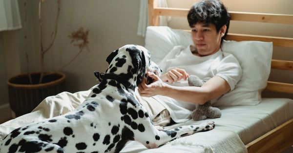 A man relaxes in bed while engaging with his Dalmatian dog in a cozy indoor setting.