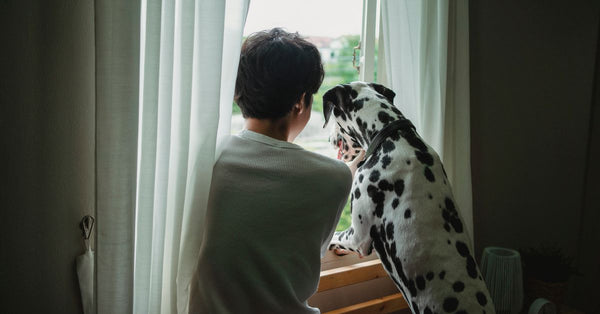 A man and his Dalmatian dog sharing a peaceful moment looking out a window on a calm day.