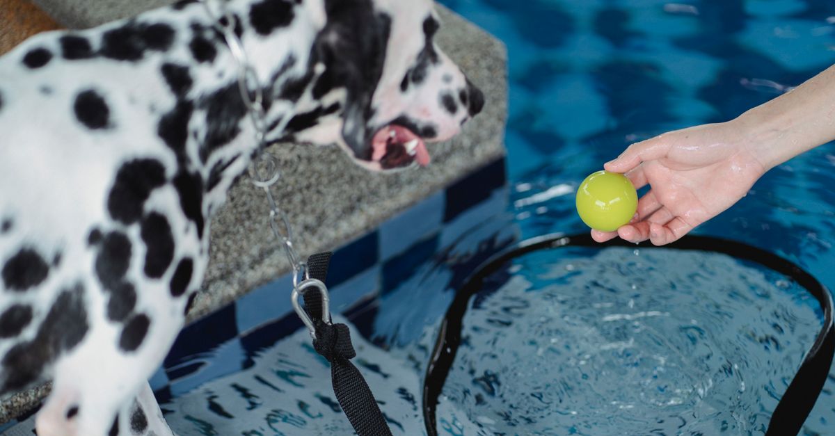 Hydrotherapy for dogs