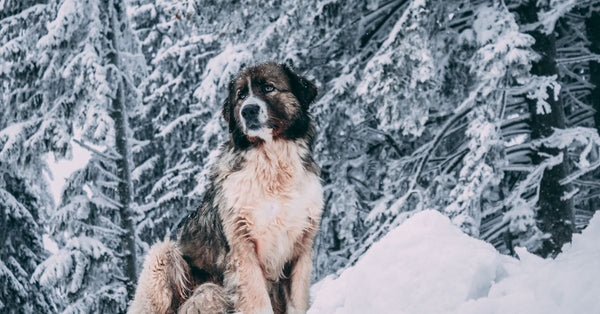 A large dog sits proudly in a snow-covered forest scene, embodying strength and serenity.