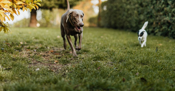 Weimaraner and Terrier dogs playing on a grassy field surrounded by autumn foliage.