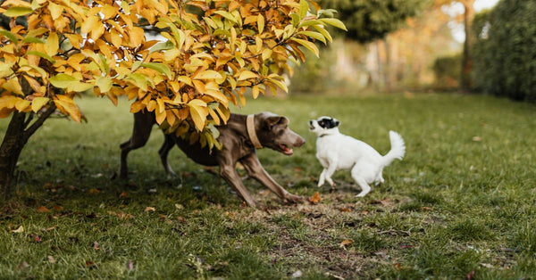 Two dogs playing under a tree with vibrant autumn leaves in a garden setting.
