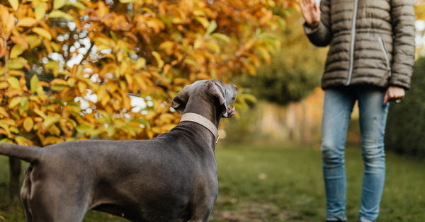A woman in casual clothing trains her Weimaraner dog outside in an autumn park.