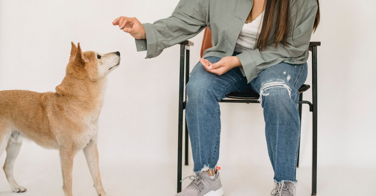 The best joint supplement for a dog that struggles to get up