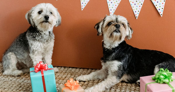Purebred domestic Yorkshire Terriers lying on carpet with various presents in boxes and curiously looking away against brown background