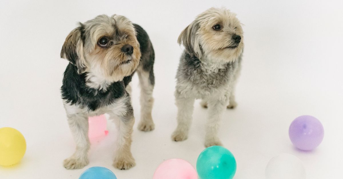 Collagen or glucosamine for dogs?