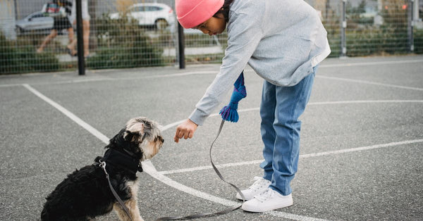 Side view of ethnic child in casual outfit training intelligent purebred dog on asphalt pavement in city