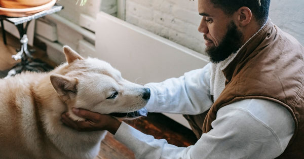 Side view of crop happy young African American male with trendy hairstyle and beard in casual outfit sitting on haunches and stroking adorable Akita dog with tongue out