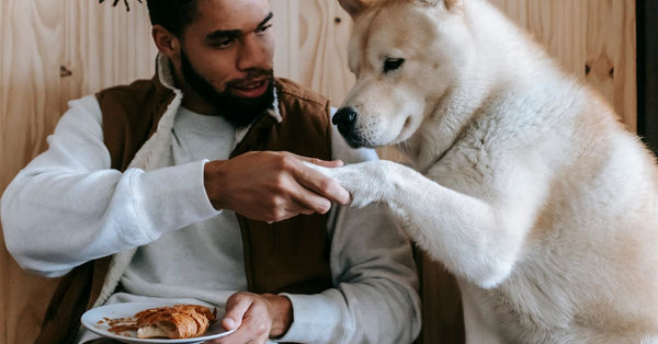 Crop young African American male owner in trendy outfit holding paw of curious playful Akita dog while sitting on chair and eating delicious croissant