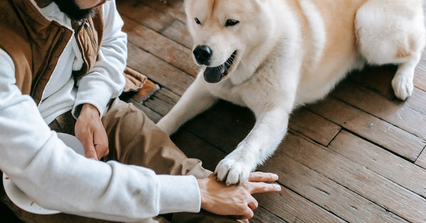 From above of crop anonymous young bearded black guy sitting on wooden floor and playing with adorable Akita dog