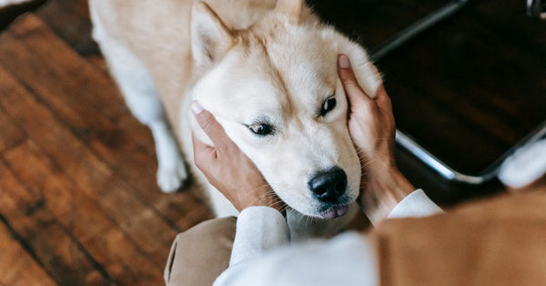 From above of crop anonymous male owner petting adorable fluffy Akita Inu dog while spending free time together at home