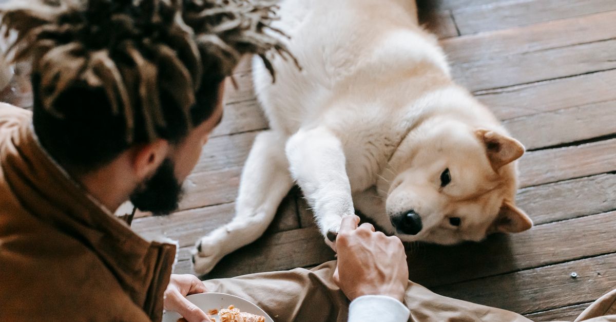 Can dogs eat apples? What to know first