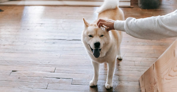 High angle of adorable fluffy purebred dog with tongue out enjoying stroking from crop unrecognizable owner at home