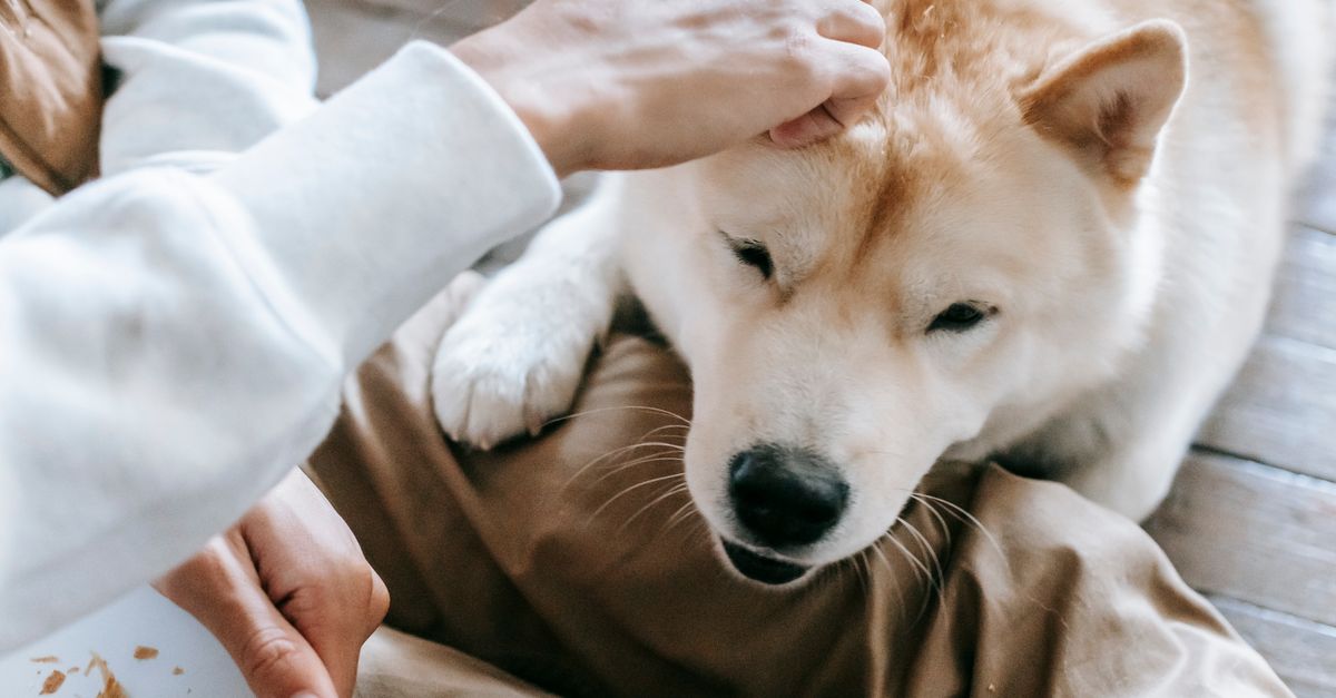How long does Cosequin take to work?