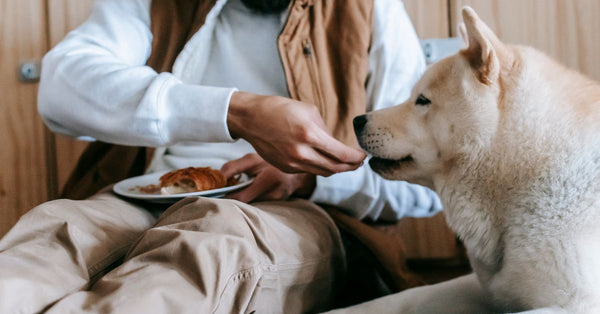 Crop anonymous guy in casual clothes sitting in light room and feeding treats for Akita Inu dog on floor