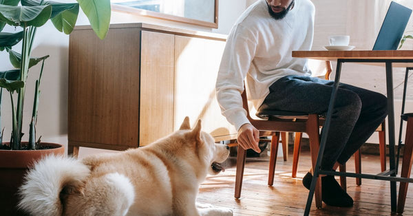 A man working from home, interacting with his dog in a modern, sunlit room, creating a cozy workspace vibe.