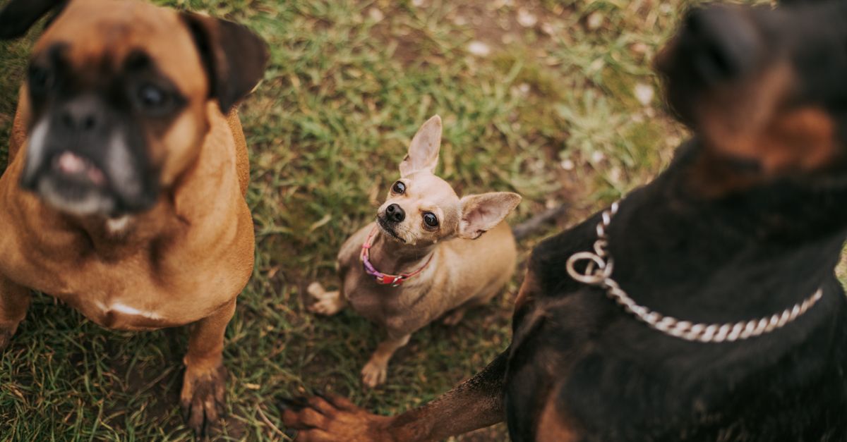 Which dog breeds are more at risk of joint stiffness?