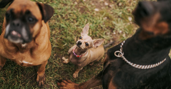 High angle view of three dogs, including a Chihuahua, sitting on grass in a park.