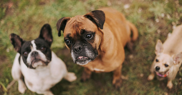 Three dogs, including a French Bulldog, Boxer, and Chihuahua, sitting on grass.