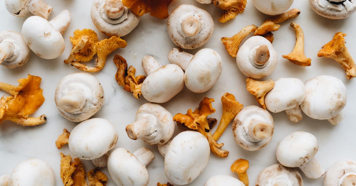 Are mushrooms OK for dogs in moderation?