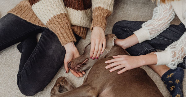 Two people resting their hands on a sleeping dog, creating a warm and affectionate scene.
