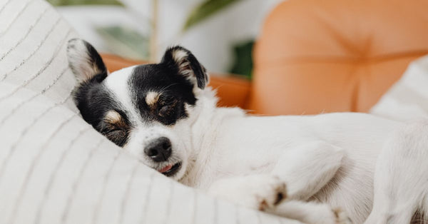 The best Pet Gently alternatives in the UK