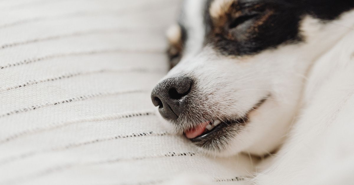 The best supplement for a dog recovering from a soft tissue injury