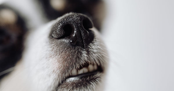 Detailed close-up of a dog's nose in selective focus, showcasing texture and detail.