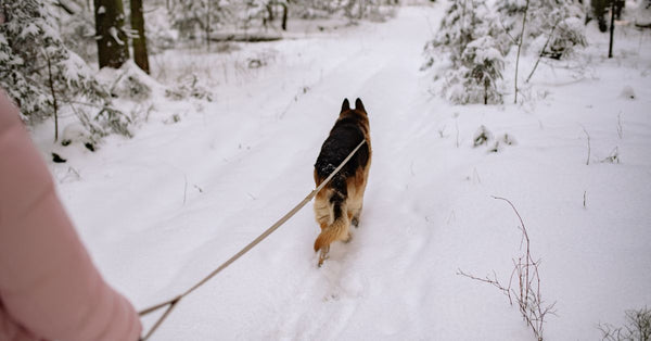 Person walking a German Shepherd on a snowy forest path during winter.