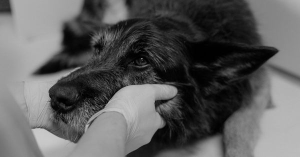 Close-up of a German Shepherd being examined by a vet in grayscale.