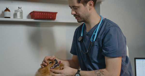 Vet examines a Pomeranian dog in a clinic setting, showcasing animal care.