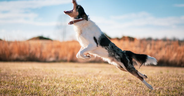 Energized border collie leaps for frisbee in sunny field, showcasing agility and joy.