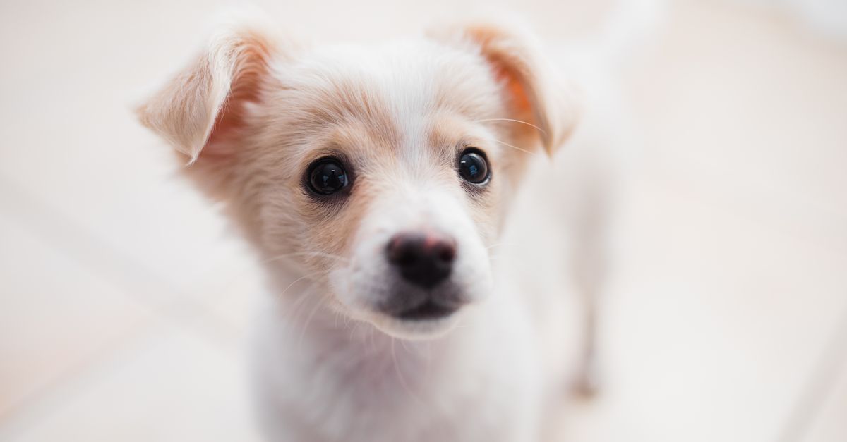 Is ice cream OK for dogs in moderation?