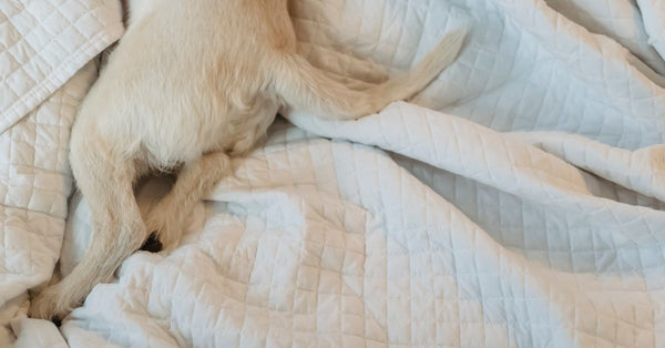 From above of adorable white fluffy dog resting on white blanket with creases at home