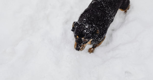 A small black and tan dog strolls through a snowy landscape during a winter day.