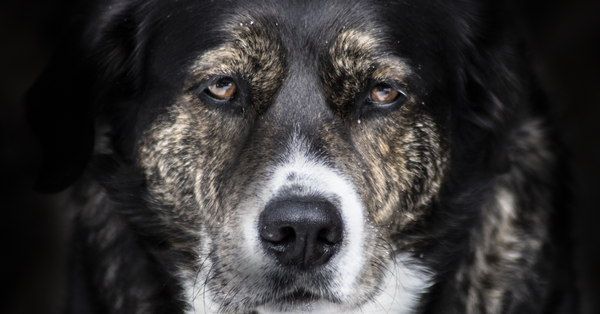 A striking close-up of a dog's face, capturing its gentle and soulful expression.