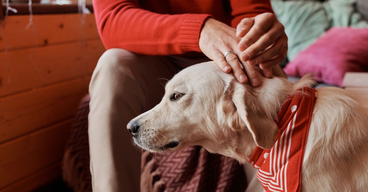 Monoclonal antibodies for dog arthritis explained