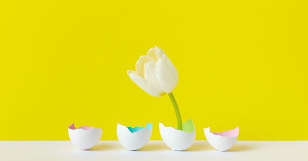 A white tulip blooms creatively from colorful eggshells against a vibrant yellow background.