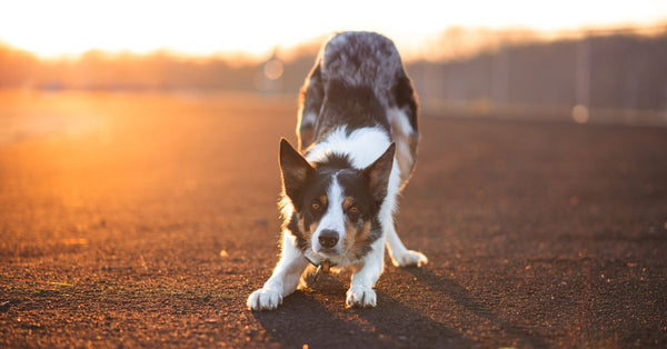 Border Collie playing with a ball at sunset, showcasing its playful nature and beautiful coat.