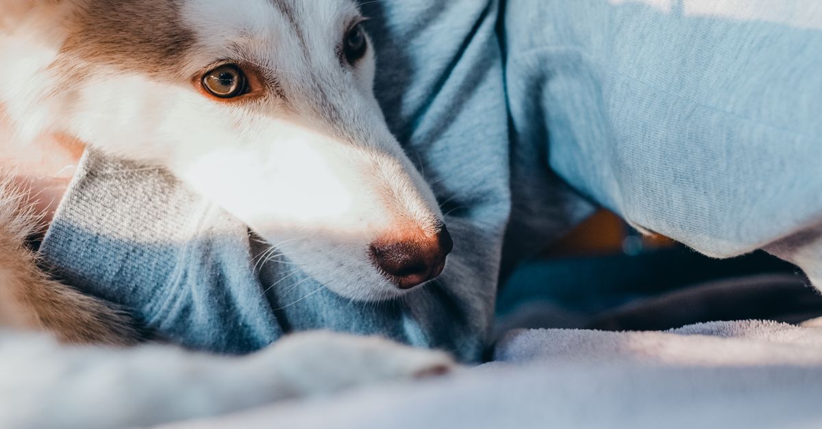 Why is my dog scared of everything?
