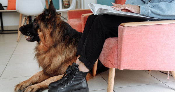 A person reading Braille with a German Shepherd guide dog in a cozy indoor setting.