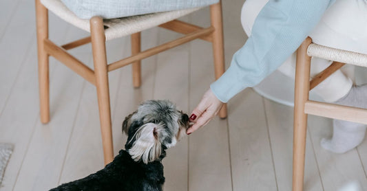 Crop anonymous female owner with manicure caressing cute morkie dog while sitting on wooden chair in light living room at home