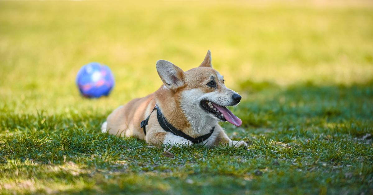 Can dogs have bones?