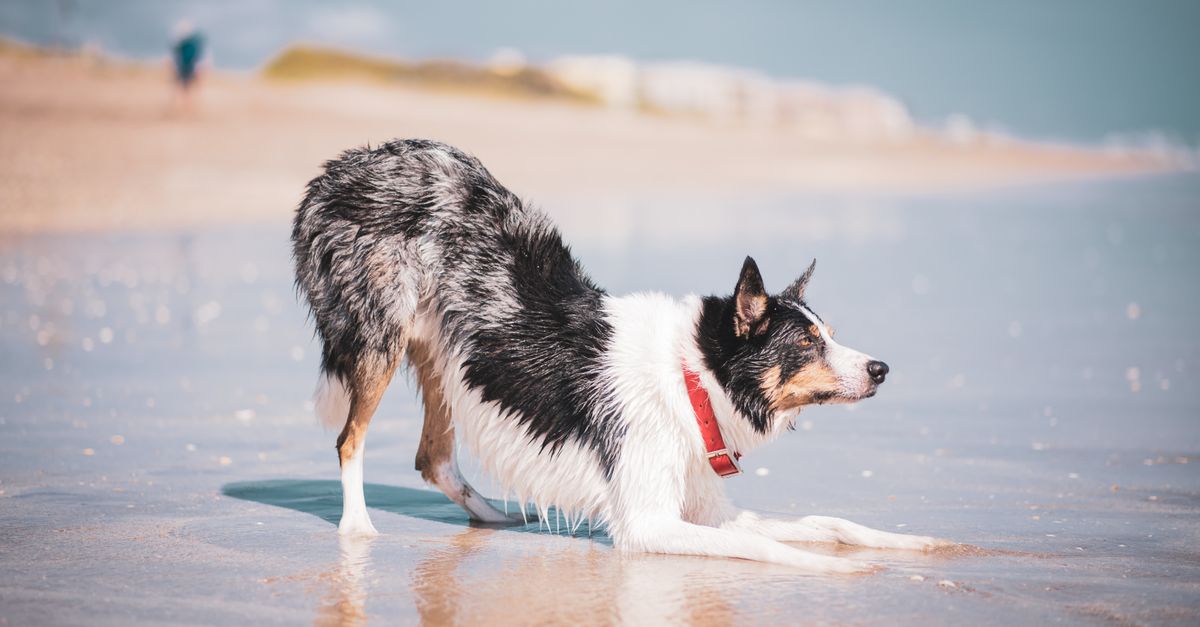 How much joint supplement does a dog over 40kg need?