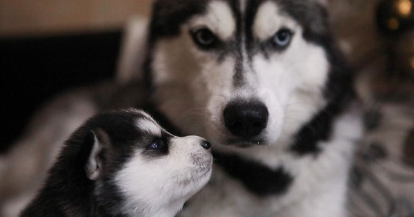 Adorable Siberian Husky puppy and adult dog in a close-up portrait, showcasing their cute furry features.