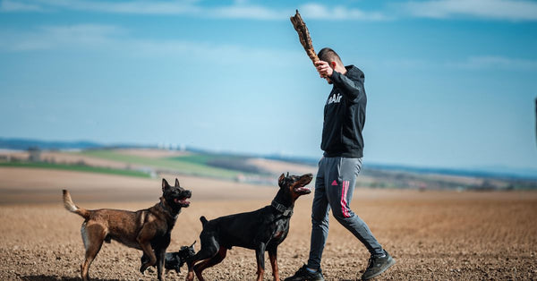 A man enjoys a sunny day playing fetch with two dogs in rural Slovakia. Perfect for leisure themes.